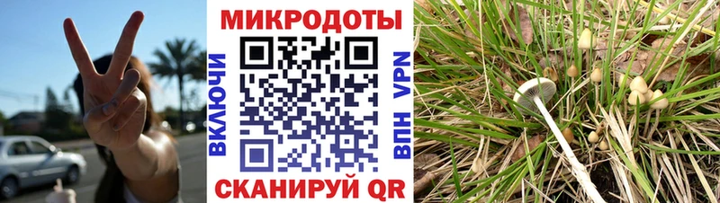 Купить закладки  Наволоки  Псилоцибиновые грибы Cubensis 